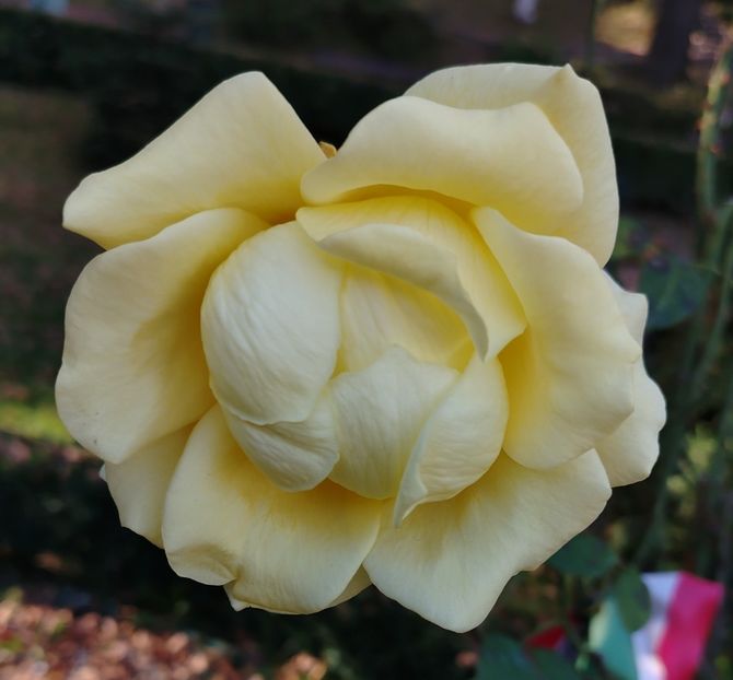  - Gradinuta mea 2024