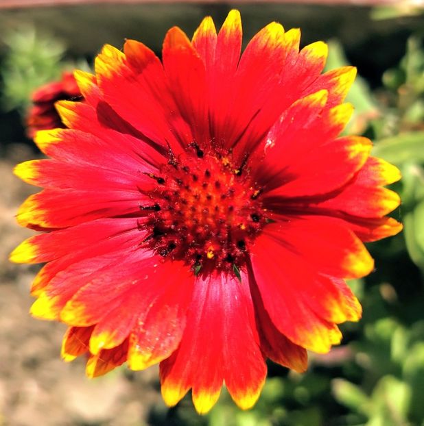  - Gradinuta mea 2024