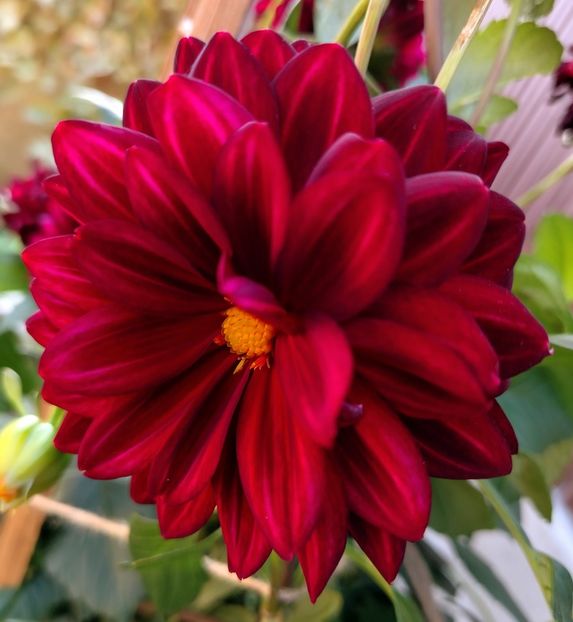  - Gradinuta mea 2024