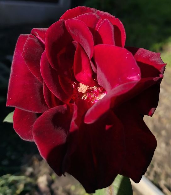  - Gradinuta mea 2024