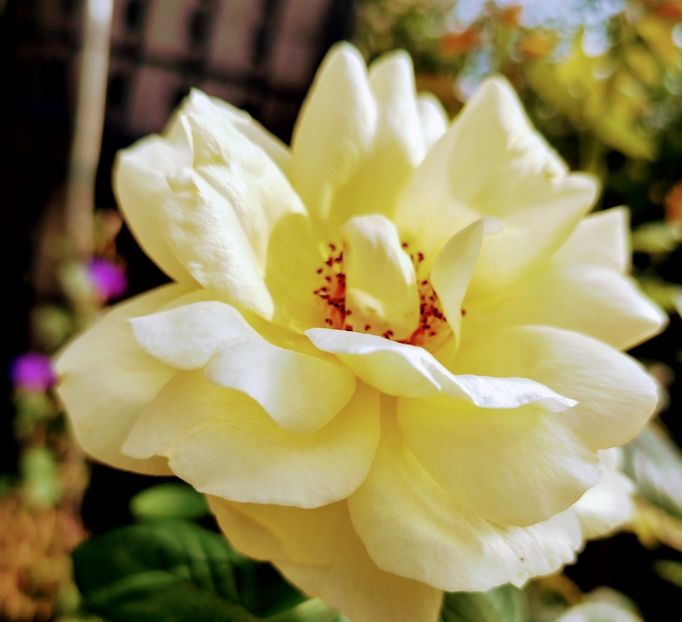  - Gradinuta mea 2024