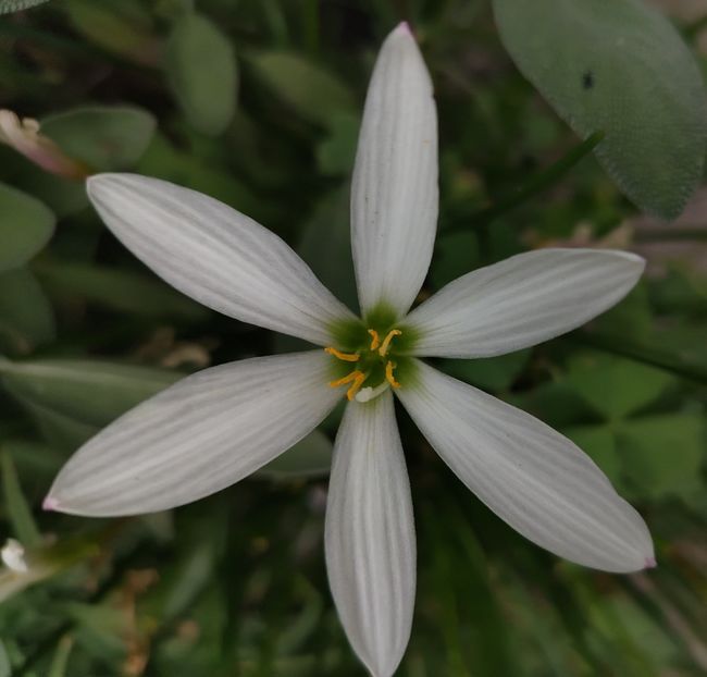  - Gradinuta mea 2024