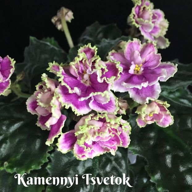 Kamennyi Tsvetok - 0 0 0 0 0 0 0 disponibil septembrie