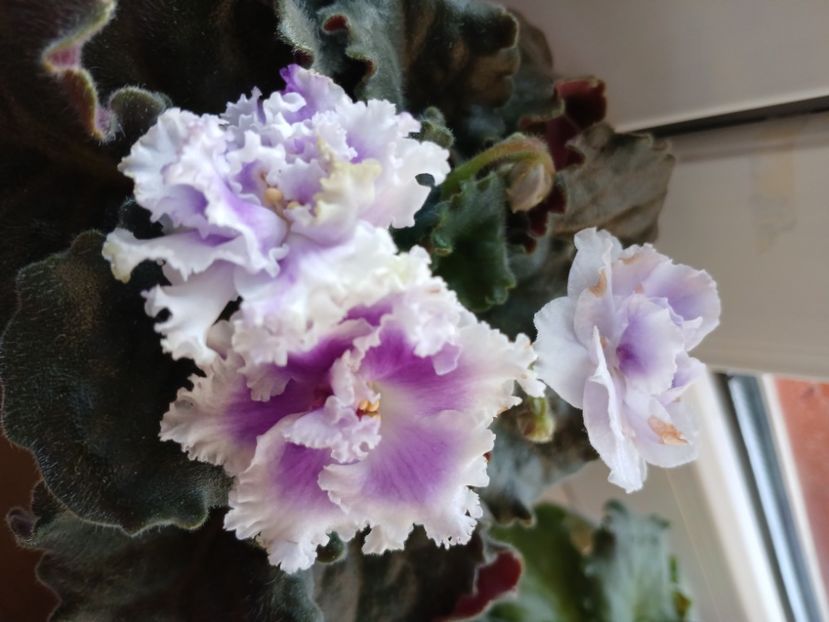  - Nk Francuzskij Bulvar