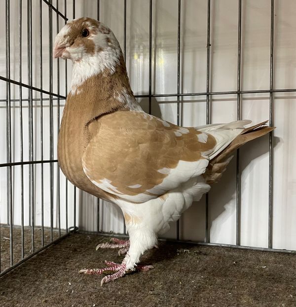  - Porumbei Vânduți