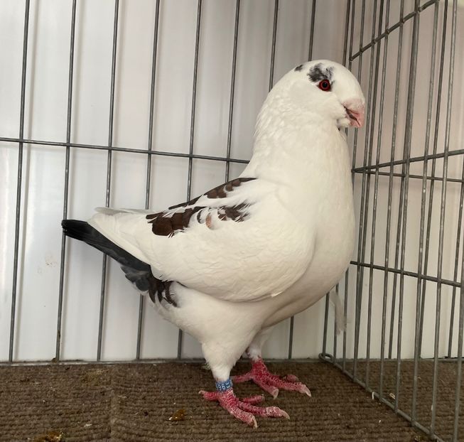  - Porumbei Vânduți