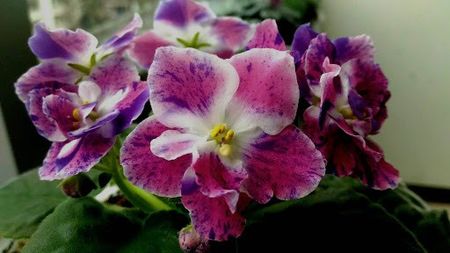 Poza net - RM-Pavlina