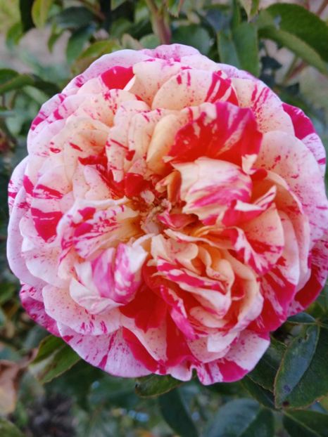  - Abracadabra floribunda Kordes 2018-2019