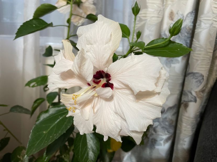  - Clasici - Apricot Dublu și Alb Dublu