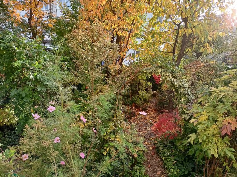 29.10.2024 - Grădina 2024 continuare 5