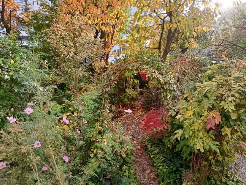  - Grădina 2024 continuare 5