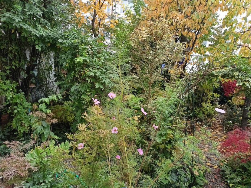  - Grădina 2024 continuare 5