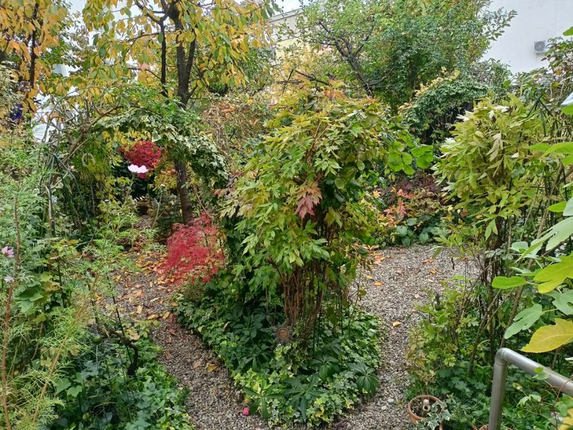  - Grădina 2024 continuare 5