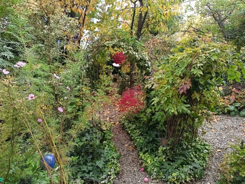  - Grădina 2024 continuare 5