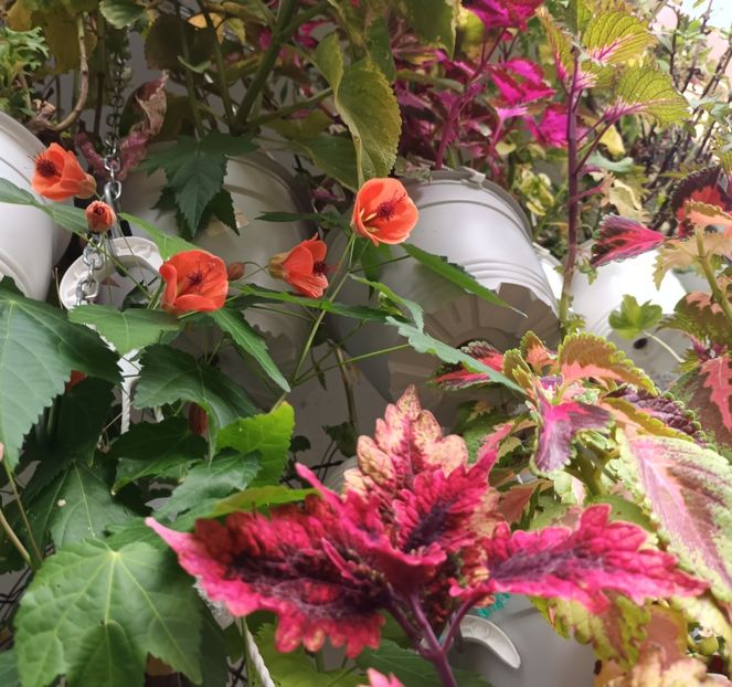  - Grădinița din balcon