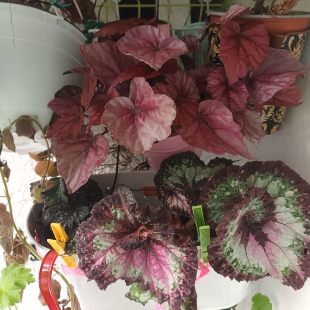  - Grădinița din balcon