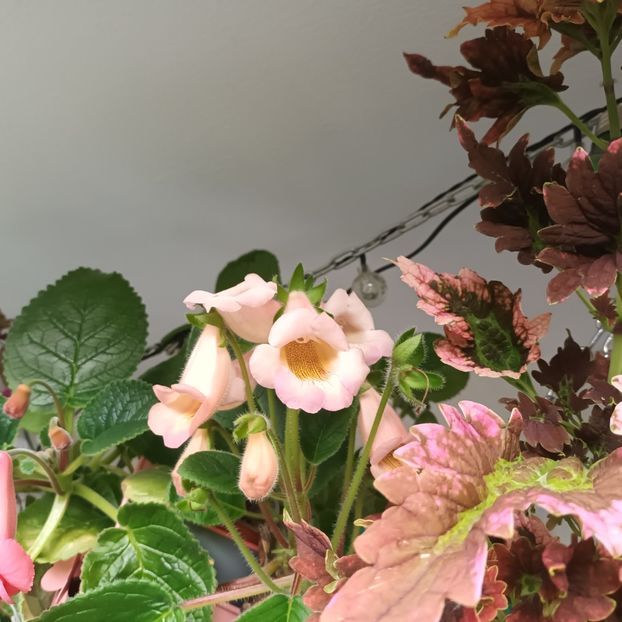  - Grădinița din balcon