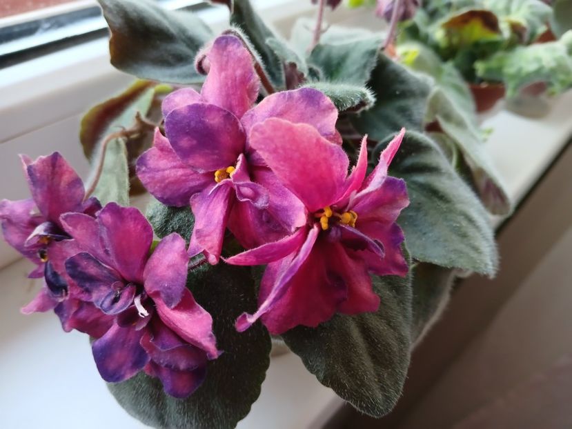  - AE Streletes elite