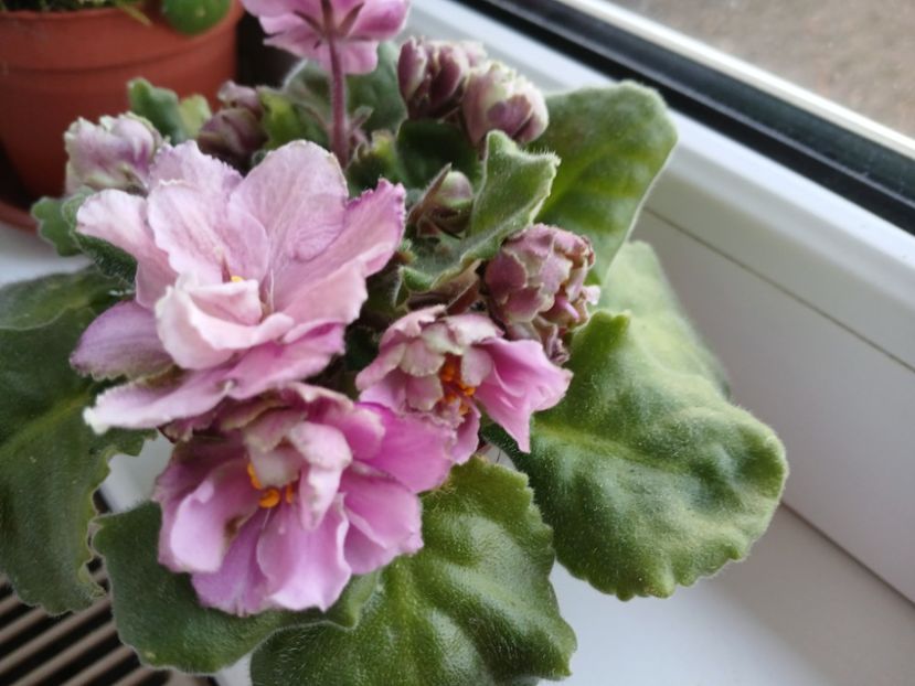  - Le Malachitovaja Rosa