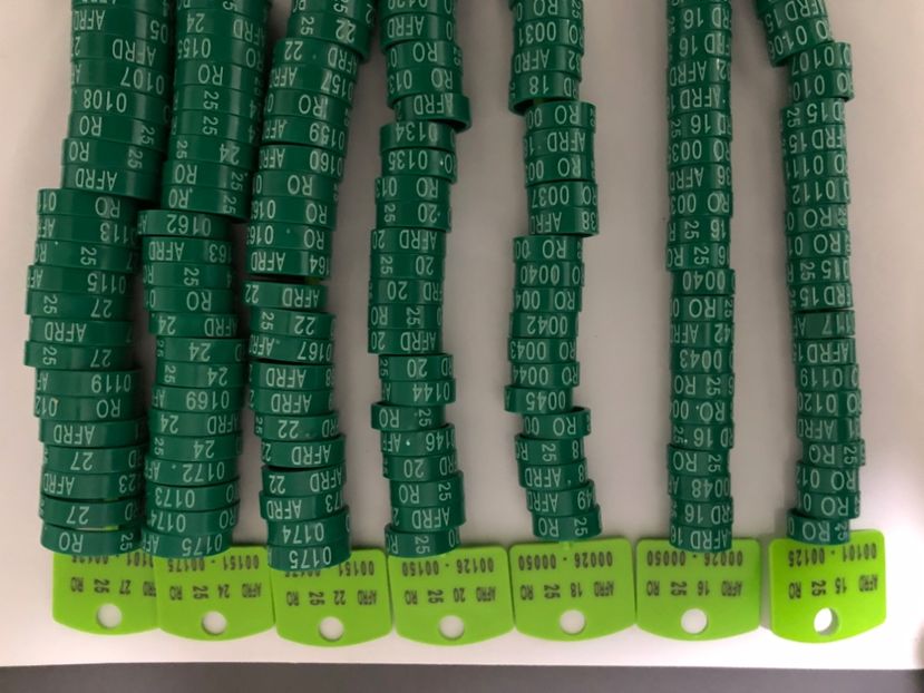  - 0 Inele Ornament Asociație AFRD 2025