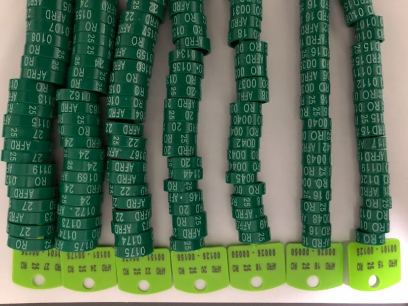  - 0 Inele Ornament Asociație AFRD 2025