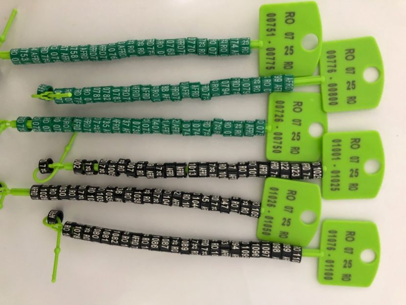  - 0 Inele Ornament Asociație AFRD 2025