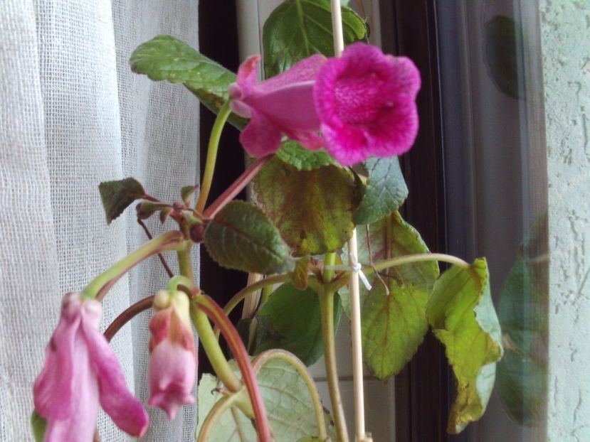 Sinningia,un pic sifonata dar optimista... - 2024