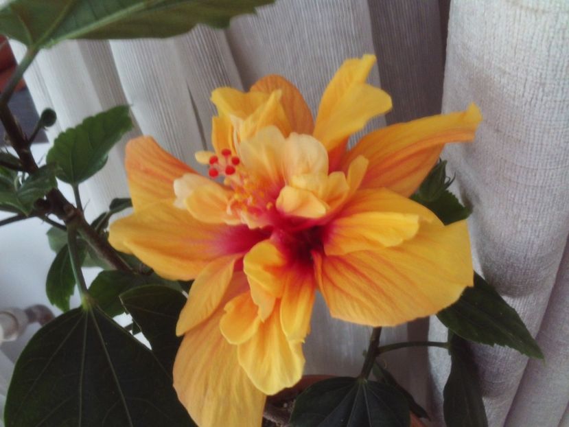 Pentru mine,miraculos! - 2024