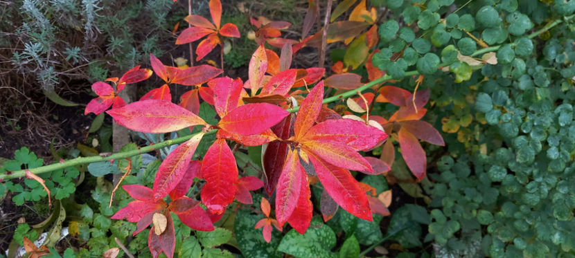  - 2024 - 03 - Toamna