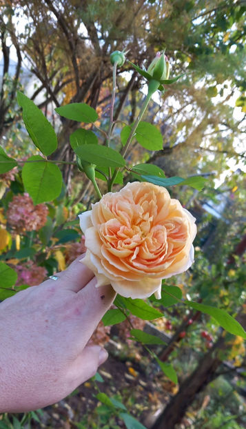  - 2024 - 03 - Toamna