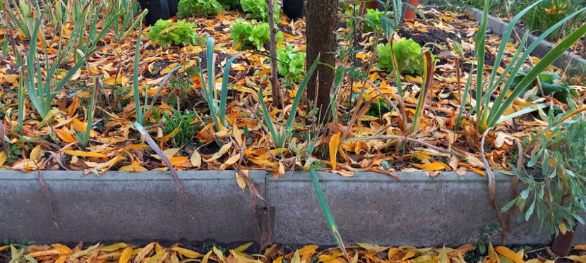  - 2024 - 03 - Toamna