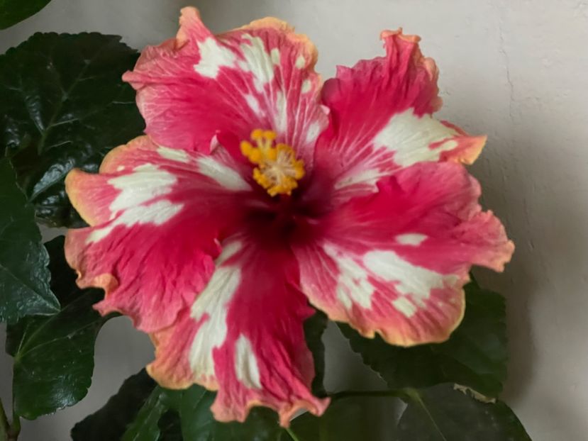  - 001 - Hibiscusi 2024 - 2