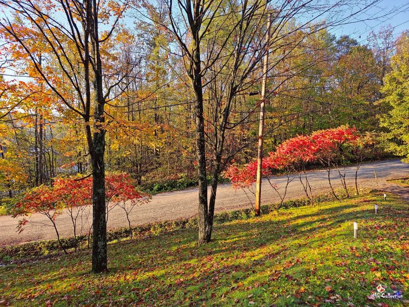 L'automne est arrivee 1 !--- - CANADIAN AUTUMN - Toamna canadiana