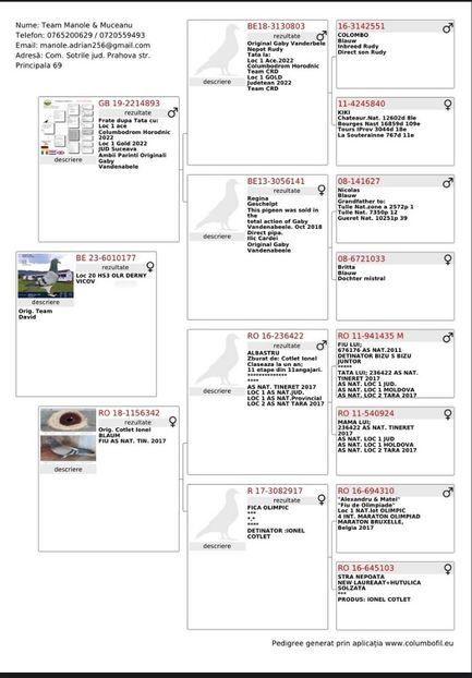 177-23 - Porumbei columbodroame