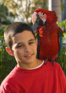 boy-12-13-with-parrot-on-shoulder-head-and-shoulders-portrait-~-74226426 - oamenii si papagalii