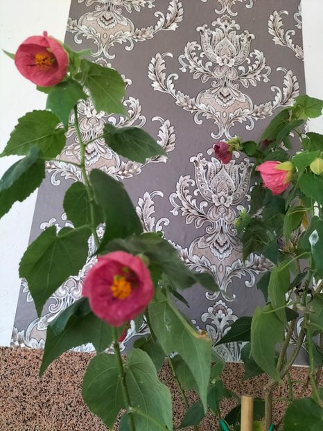 IMG20241031114153 - Noiembrie 2024