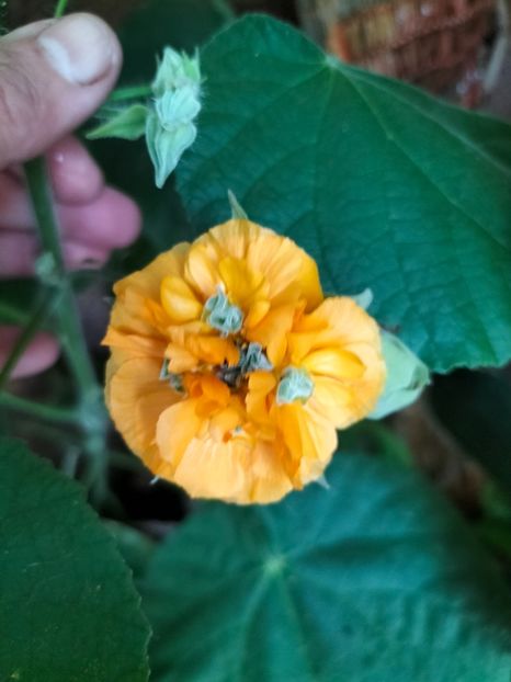 IMG20241031114134 - Noiembrie 2024