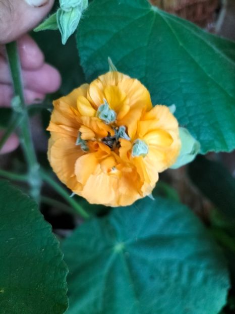 IMG20241031114130 - Noiembrie 2024