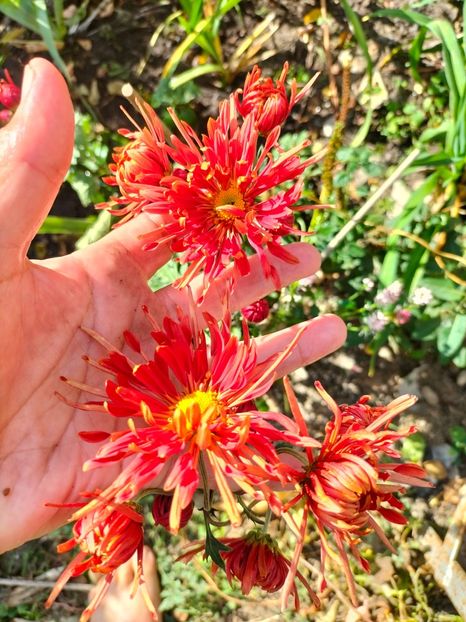 IMG20241031112337 - Noiembrie 2024