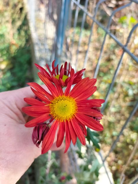 IMG20241031111844 - Noiembrie 2024