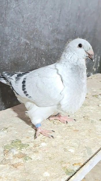 Greuceanu 2024 - CONTACT SI EU