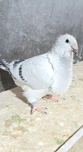 Greuceanu 2024 - CONTACT SI EU