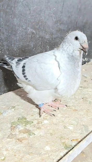 Greuceanu 2024 - CONTACT SI EU