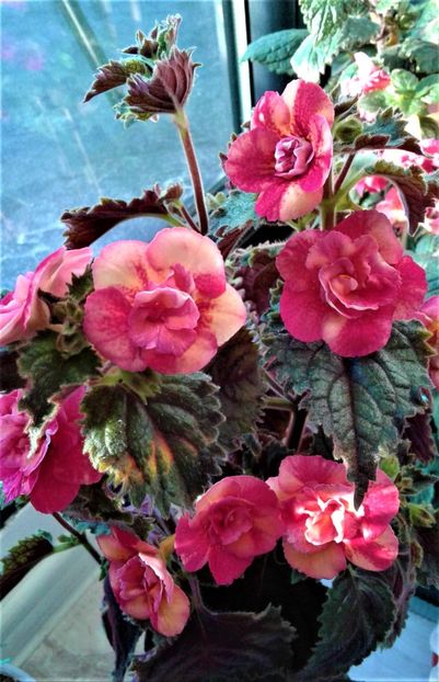  - 000018 ACHIMENES