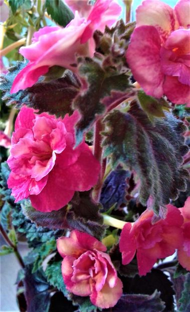  - 000018 ACHIMENES