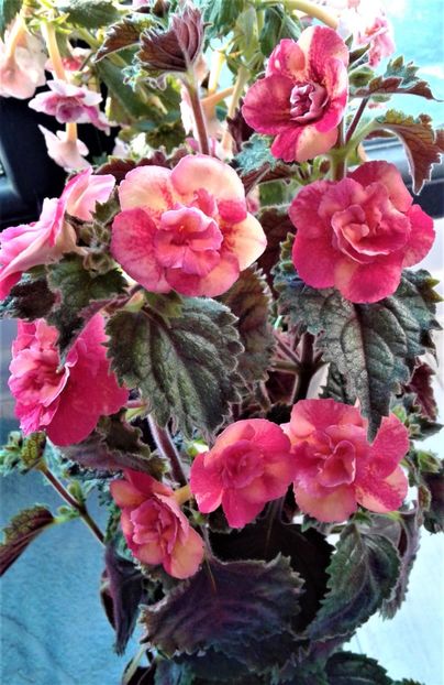  - 000018 ACHIMENES