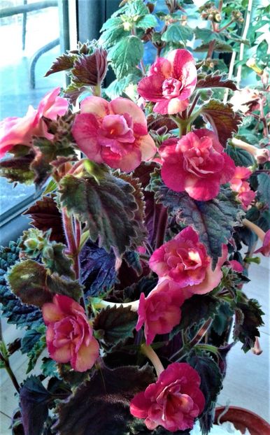  - 000018 ACHIMENES