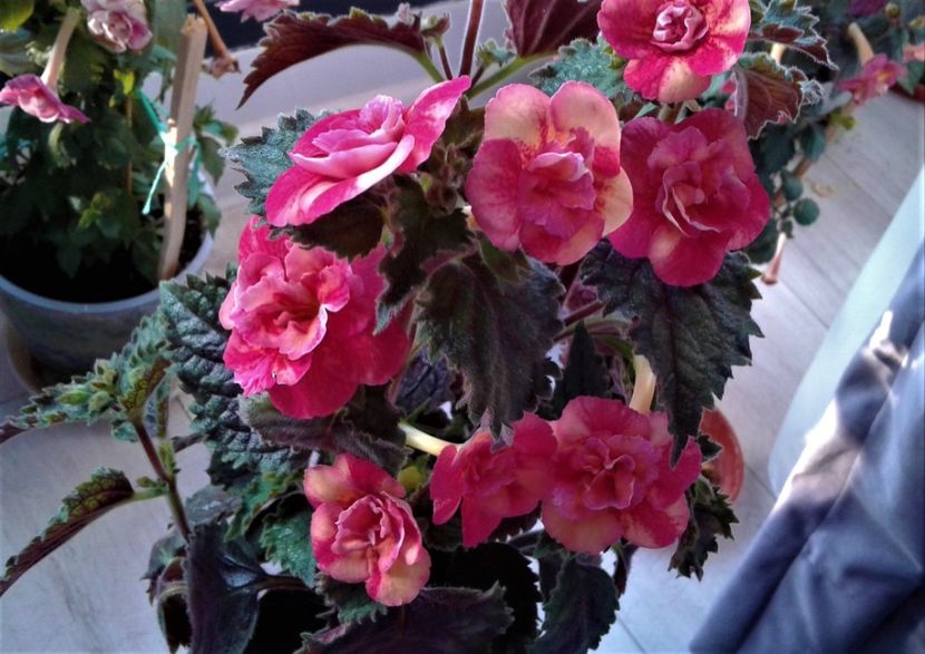  - 000018 ACHIMENES