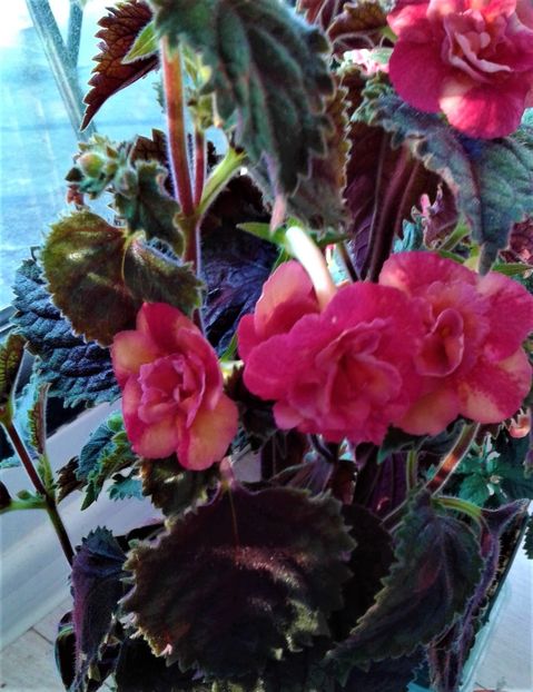  - 000018 ACHIMENES