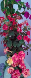  - achimenes Jenifer Goode iem 1985